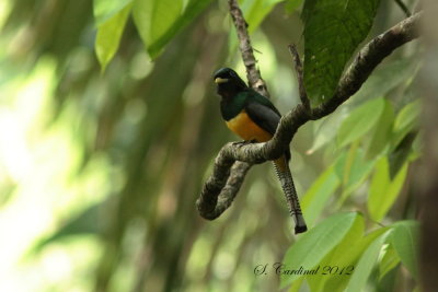 Panama 2012 Black-throated Trogon 02 a.JPG