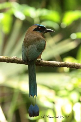 Panama 2012 Blue crown Motmot 01.a.JPG