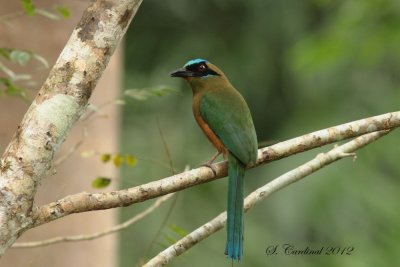 Panama 2012 Blue-crowned Motmot 04 a.JPG