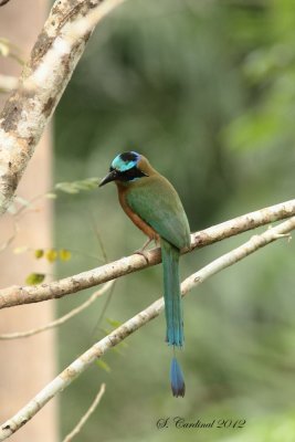 Panama 2012 Blue-crowned Motmot 05 a.JPG