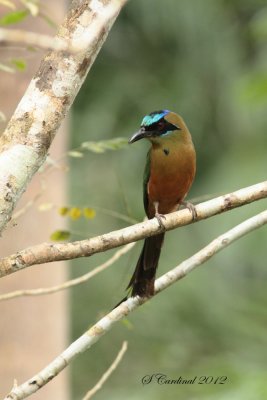 Panama 2012 Blue-crowned Motmot 07 a.JPG