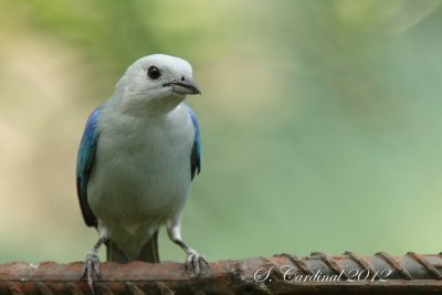 Panama 2012 Blue-gray Tanager 01 a.JPG