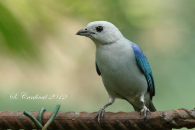 Panama 2012 Blue-gray Tanager 02 a.JPG