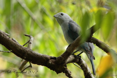 Panama 2012 Blue-gray Tanager 03 a.JPG