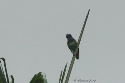 Panama 2012 Blue-headed Parrot 02 a.JPG