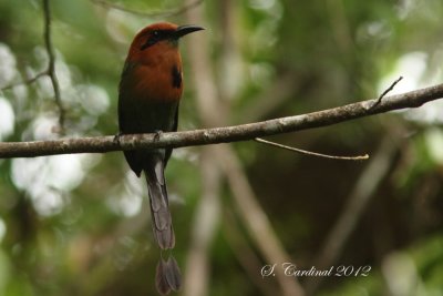 Panama 2012 Broad-billed Motmot 03 a.JPG