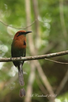 Panama 2012 Broad-billed Motmot 05 a.JPG
