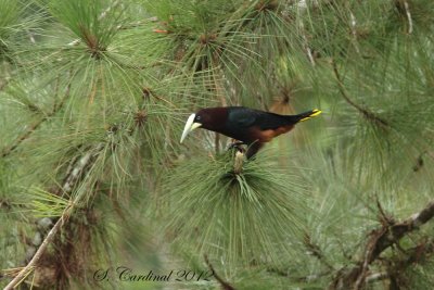 Panama 2012 Chestnut-headed Oropendola 01 a.JPG