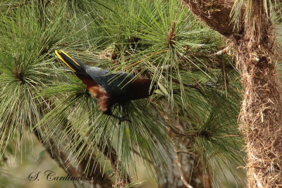 Panama 2012 Chestnut-headed Oropendola 02 a.JPG