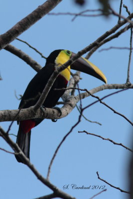 Panama 2012 Chestnut-mandibled Toucan 01 a.JPG