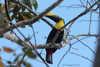 Panama 2012 Chestnut-mandibled Toucan 02 a.JPG