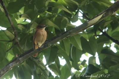 Panama 2012 Cinnamon Becard 02 a.JPG