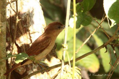 Panama 2012 Cinnamon Becard 03 a.JPG