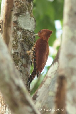 Panama 2012 Cinnamon Woodpecker 06 a.JPG