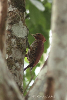 Panama 2012 Cinnamon Woodpecker 10 a.JPG
