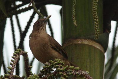 Panama 2012 Clay-colored Thrush 02 a.JPG