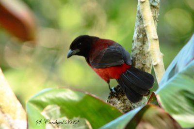 Panama 2012 Crimson-backed Tanager 01 a.JPG