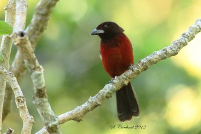Panama 2012 Crimson-backed Tanager 02 a.JPG