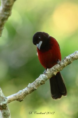 Panama 2012 Crimson-backed Tanager 04 a.JPG
