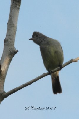 Panama 2012 Dark pewee 01 a.JPG