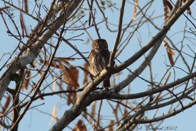 Panama 2012 Ferruginous Pygmy-Owl 01 a.JPG