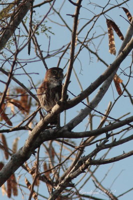 Panama 2012 Ferruginous Pygmy-Owl 02 a.JPG