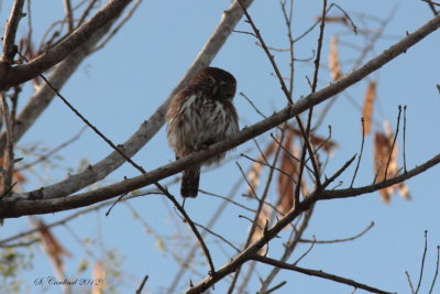 Panama 2012 Ferruginous Pygmy-Owl 03 a.JPG