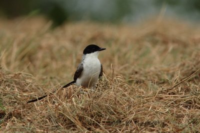 Panama 2012 Fork-tailed Flycacher 01a.JPG