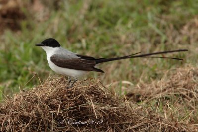 Panama 2012 Fork-tailed Flycacher 05 a.JPG