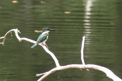 Panama 2012 Green Kingfisher 05a.JPG