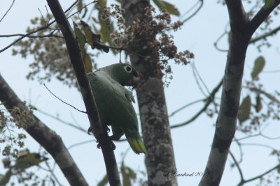 Panama 2012 Mealy Parrot 01a.JPG