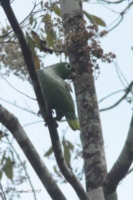 Panama 2012 Mealy Parrot 02 a.JPG