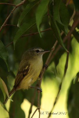 Panama 2012 Olivaceous Flatbill 01 a.JPG
