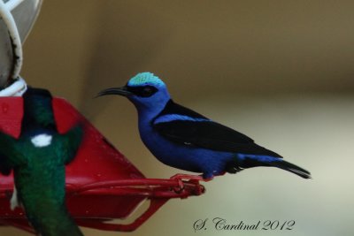 Panama 2012 Red-legged Honeycreeper 01 a.JPG