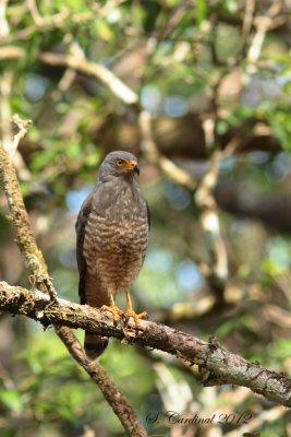 Panama 2012 Roadside Hawk 01 a.JPG
