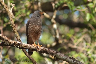 Panama 2012 Roadside Hawk 02 a.JPG
