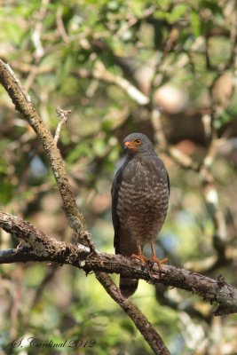 Panama 2012 Roadside Hawk 03 a.JPG
