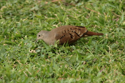 Panama 2012 Ruddy Ground-dove 02 a.JPG
