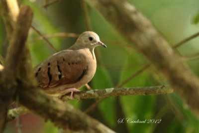 Panama 2012 Ruddy Ground-dove 04 a.JPG