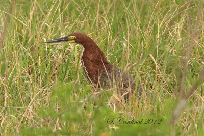 Panama 2012 Rufescent Tiger-Heron 02 a.JPG