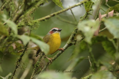 Panama 2012 Rufous-capped Warbler 02 a.JPG
