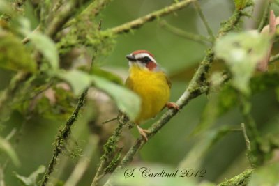 Panama 2012 Rufous-capped Warbler 03 a.JPG
