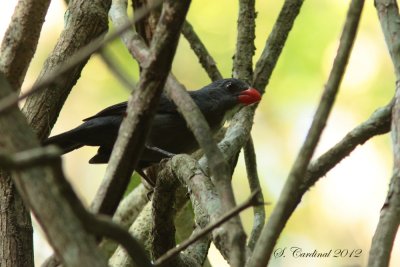Panama 2012 Slate-colored Grosbeak 01 a.JPG