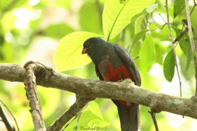 Panama 2012 Slaty-tailed Trogon 01 a.JPG