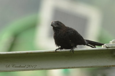 Panama 2012 Smooth-billed Ani 01 a.JPG