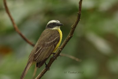 Panama 2012 Social Flycatcher 03 a.JPG