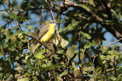 Panama 2012 Social Flycatcher 04 a.JPG