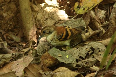 Panama 2012 Spotted Antbird 02 a.JPG