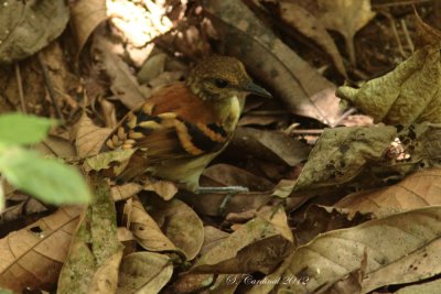Panama 2012 Spotted Antbird 03 a.JPG