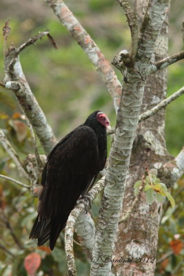 Panama 2012 Turkey Vulture 01 a.JPG